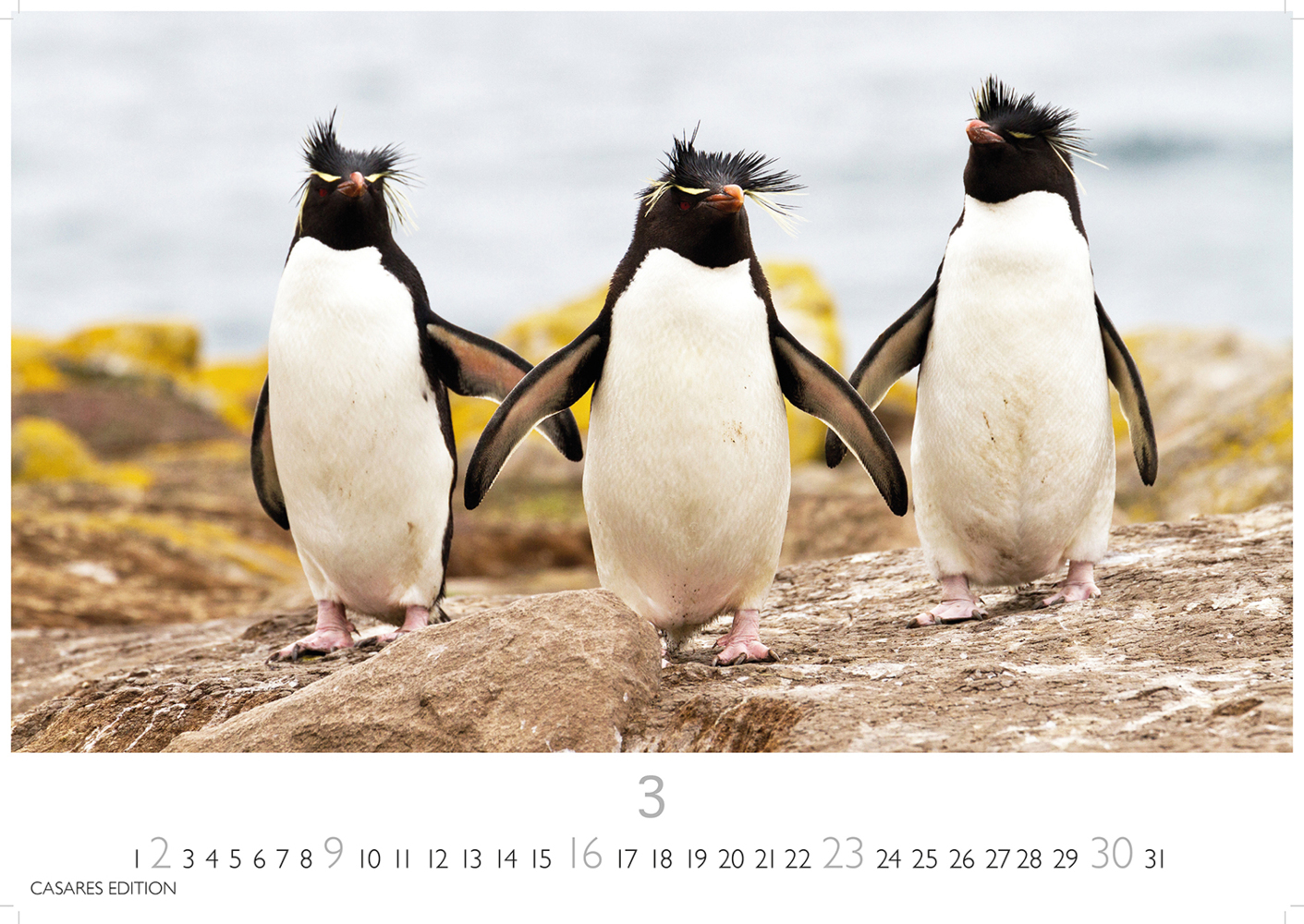 Bild: 9781835241219 | Pinguine 2025 S 24x35cm | Kalender | 14 S. | Deutsch | 2025