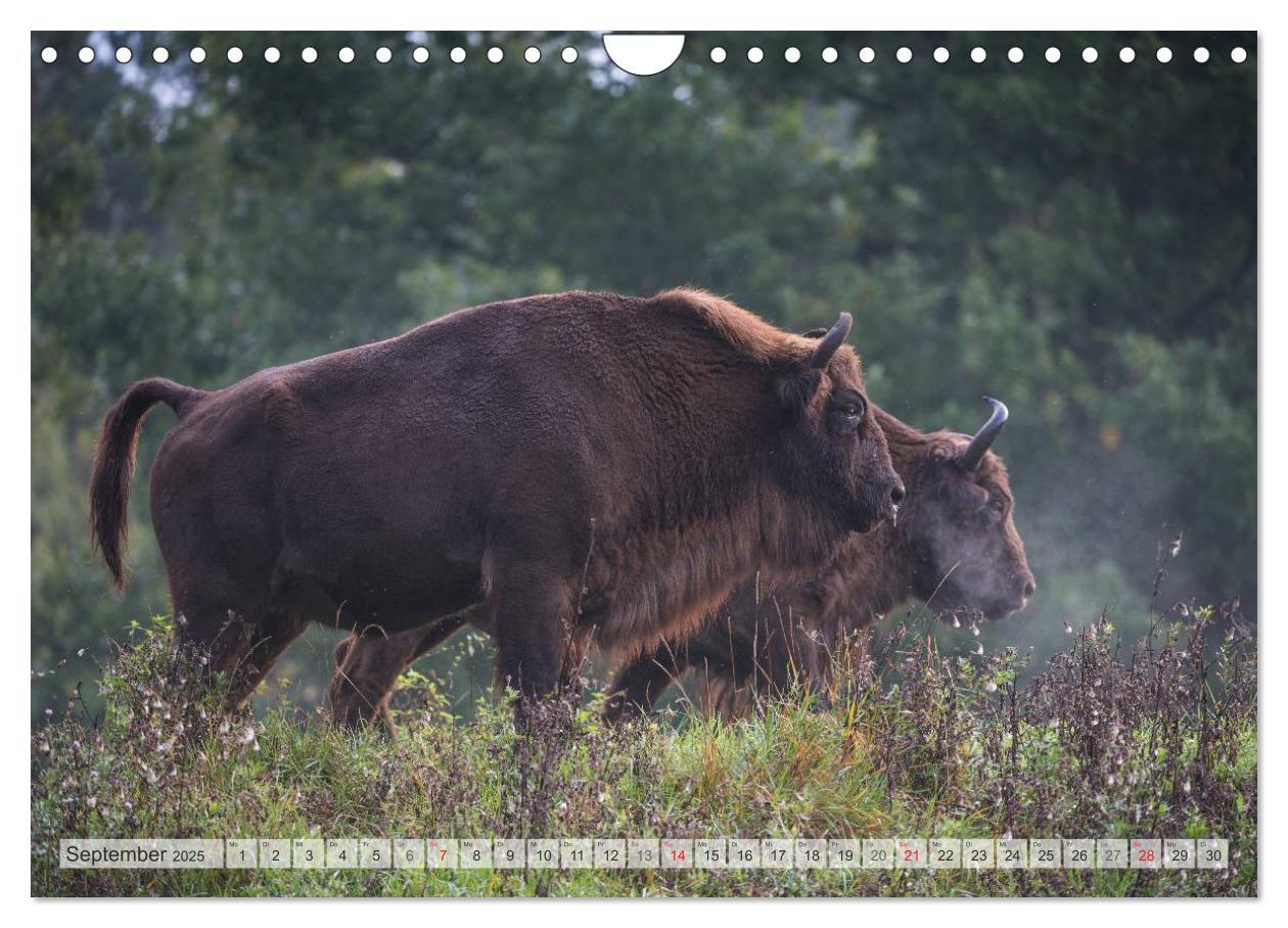 Bild: 9783435616510 | Emotionale Momente: Der Wisent. (Wandkalender 2025 DIN A4 quer),...