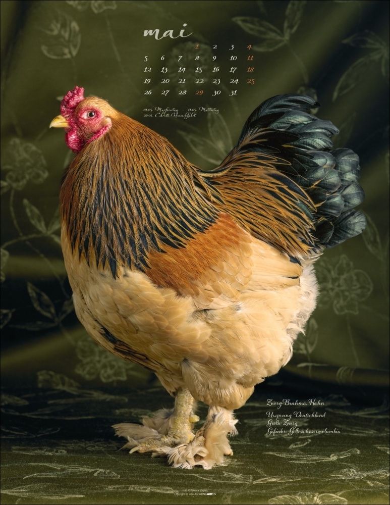 Bild: 9783839901045 | Pretty Chicks Kalender 2025 | Tamara Staples | Kalender | 14 S. | 2025