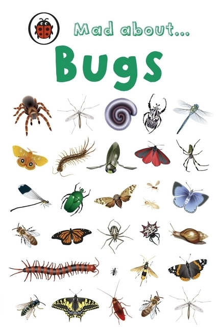 Cover: 9781846468018 | Mad about ... Bugs | Ladybird | Buch | Ladybird mini | Gebunden | 2015