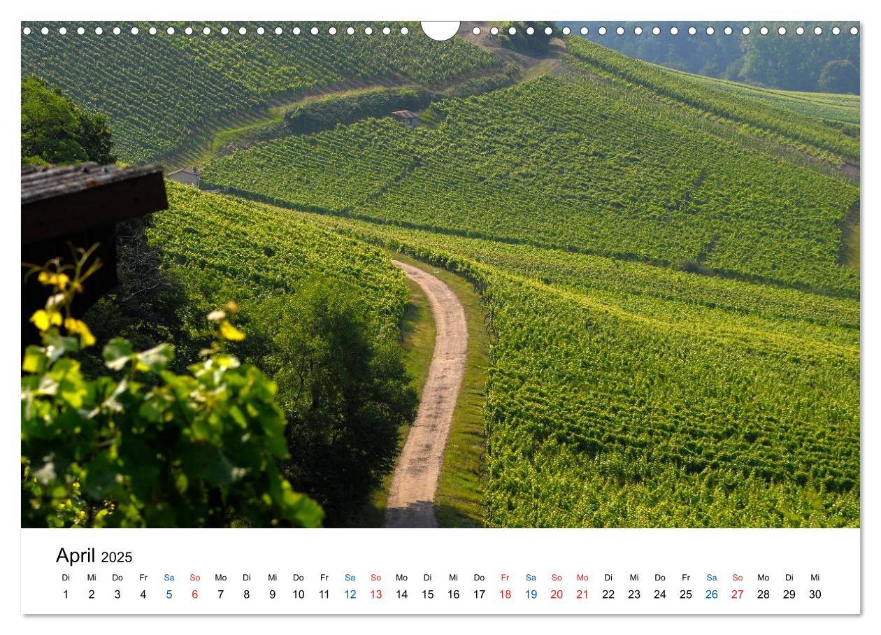 Bild: 9783435804795 | Württemberger Wein 2025 (Wandkalender 2025 DIN A3 quer), CALVENDO...