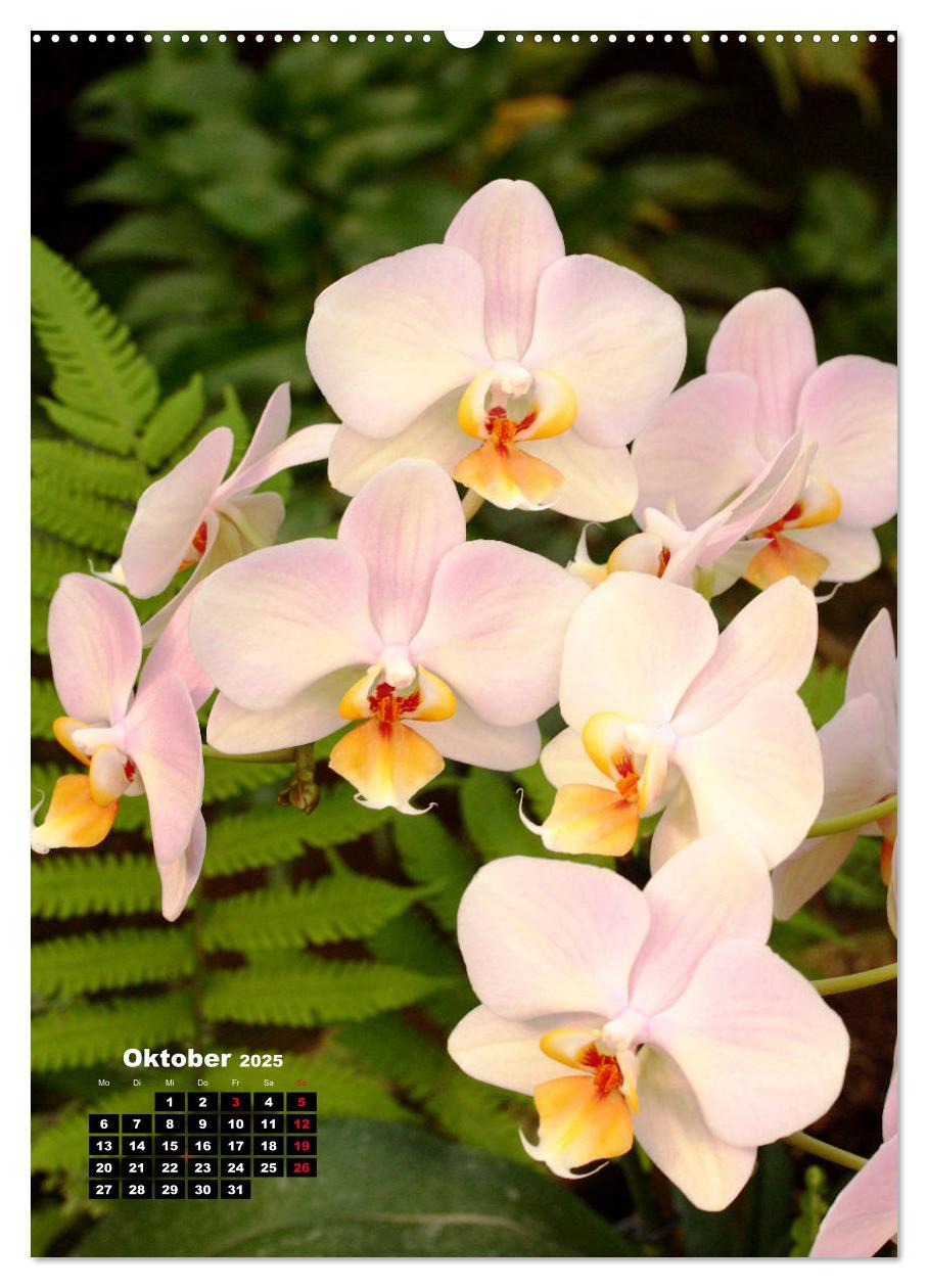 Bild: 9783435942480 | Kleine Orchideenschätze (Wandkalender 2025 DIN A2 hoch), CALVENDO...