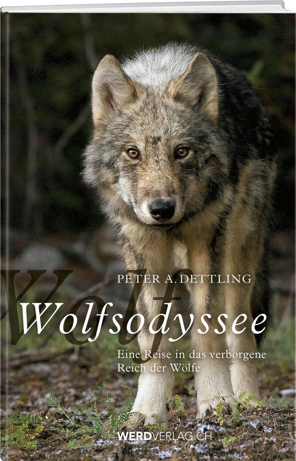 Cover: 9783039220113 | Wolfsodyssee | Eine Reise in das verborgene Reich der Wölfe | Dettling