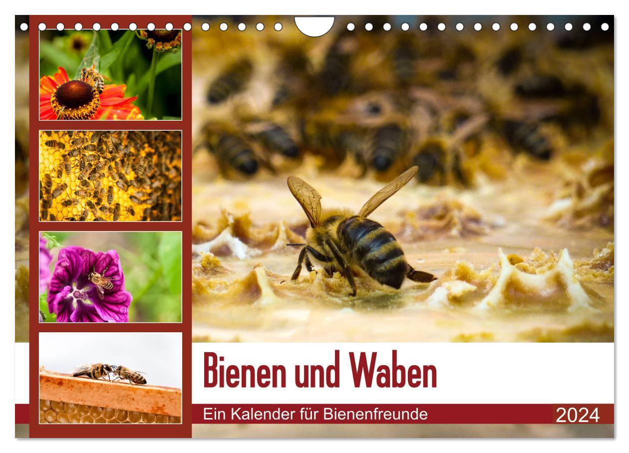 Cover: 9783383063107 | Bienen und Waben (Wandkalender 2024 DIN A4 quer), CALVENDO...