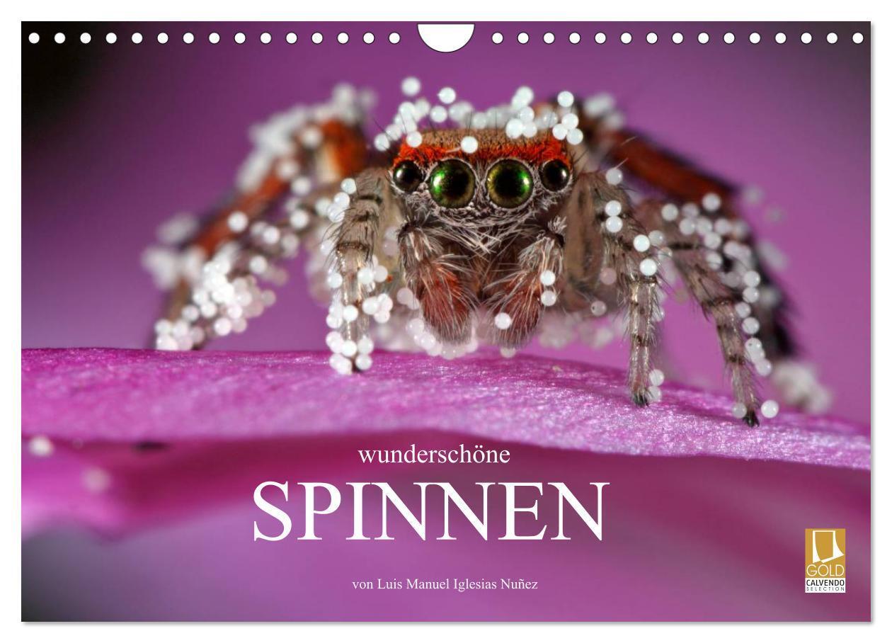 Cover: 9783383602542 | Wunderschöne Spinnen (Wandkalender 2024 DIN A4 quer), CALVENDO...