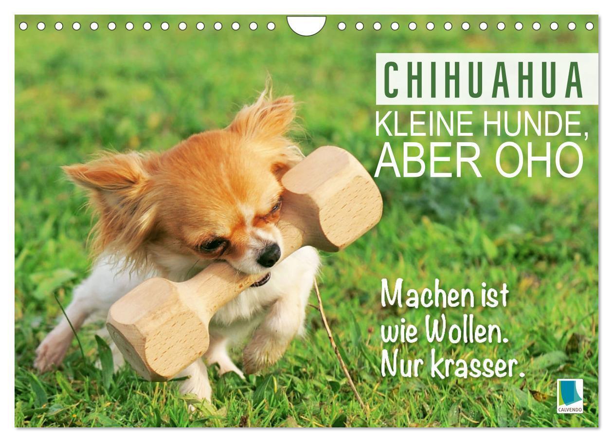 Cover: 9783457199787 | Chihuahua: Kleine Hunde, aber oho (Wandkalender 2025 DIN A4 quer),...