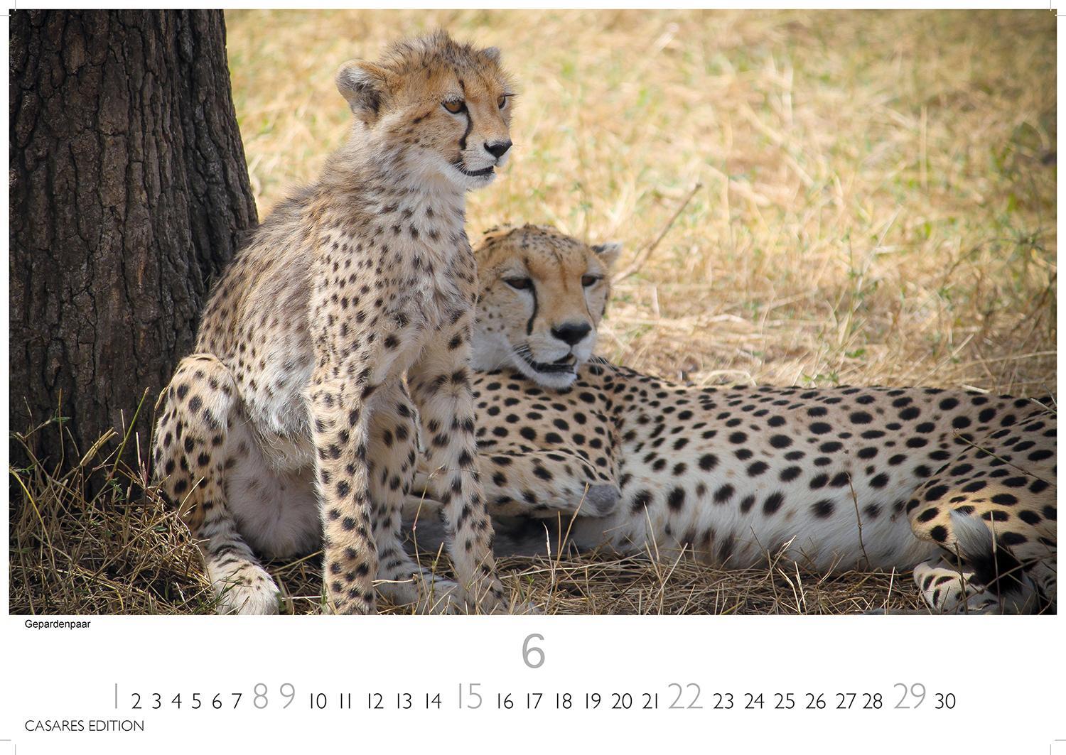 Bild: 9781835241240 | Big Cats 2025 L 35x50cm | Kalender | 14 S. | Deutsch | 2025