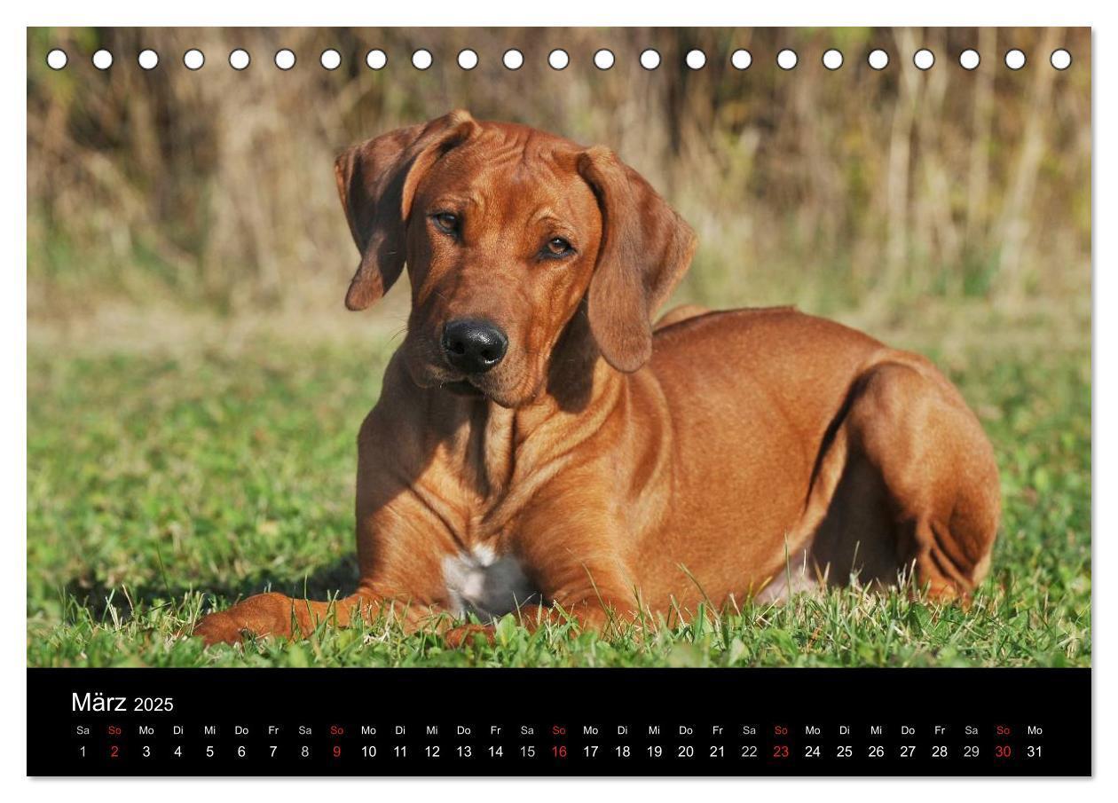 Bild: 9783435758890 | Rhodesian Ridgeback 2025 (Tischkalender 2025 DIN A5 quer), CALVENDO...