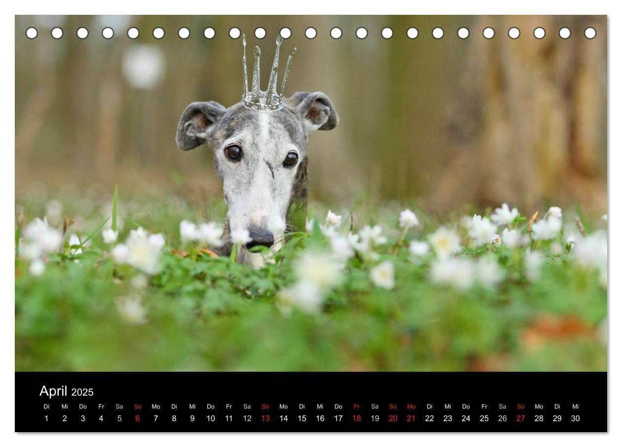 Bild: 9783435773718 | Der Windhundekalender (Tischkalender 2025 DIN A5 quer), CALVENDO...