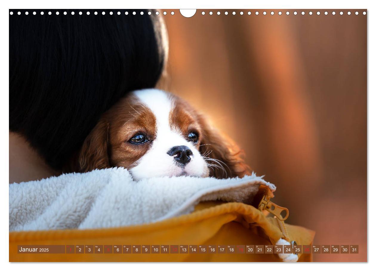 Bild: 9783435179978 | Der Welpenkalender - Cavalier King Charles Spaniel (Wandkalender...