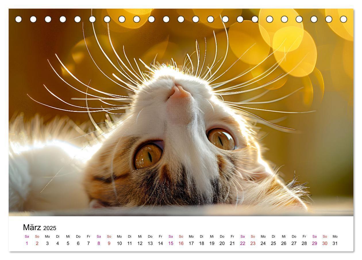 Bild: 9783457218334 | Katzenzauber - Samtpfoten im Jahreslauf (Tischkalender 2025 DIN A5...