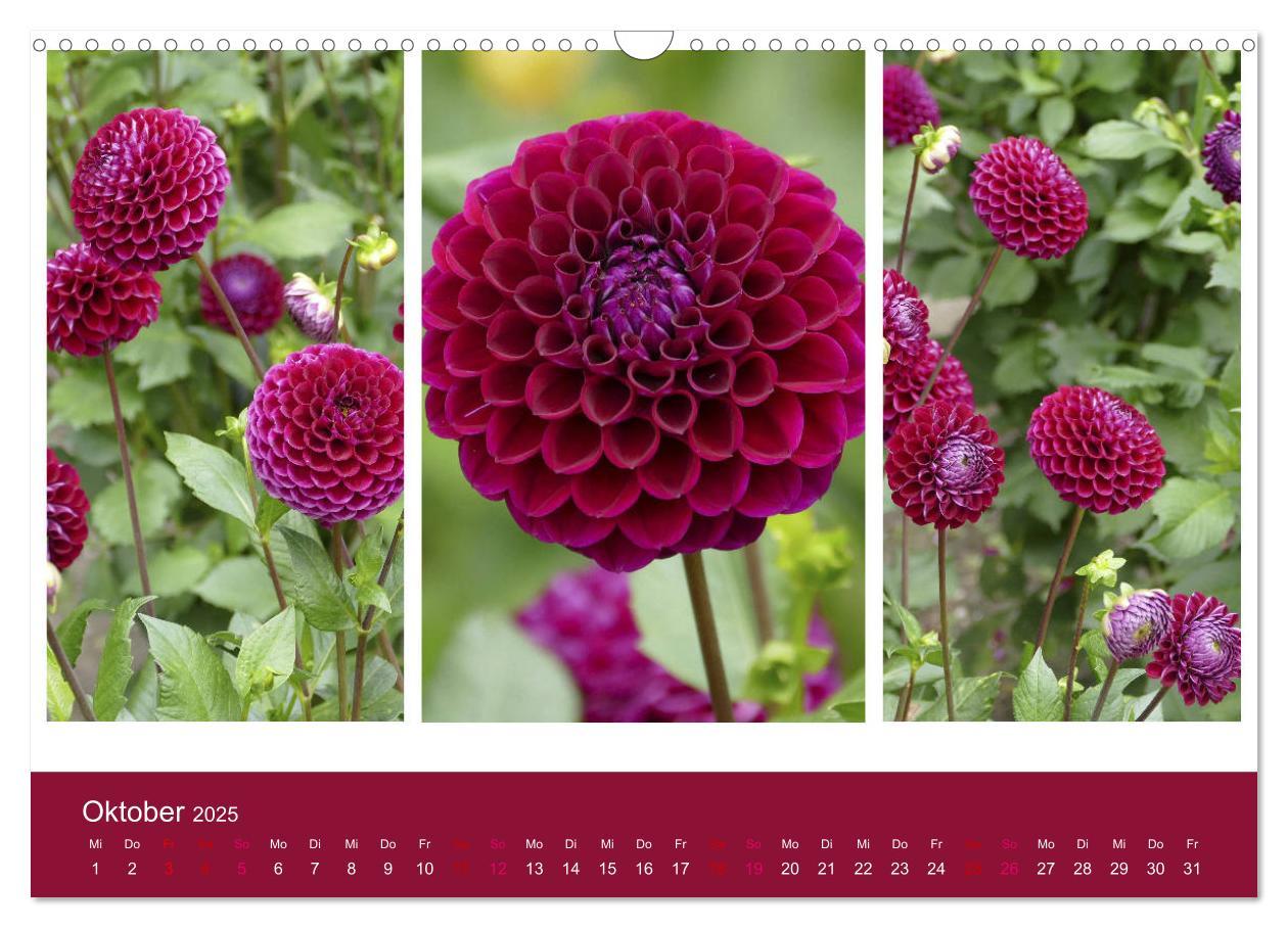 Bild: 9783435376247 | Dahlien-Triplets (Wandkalender 2025 DIN A3 quer), CALVENDO...