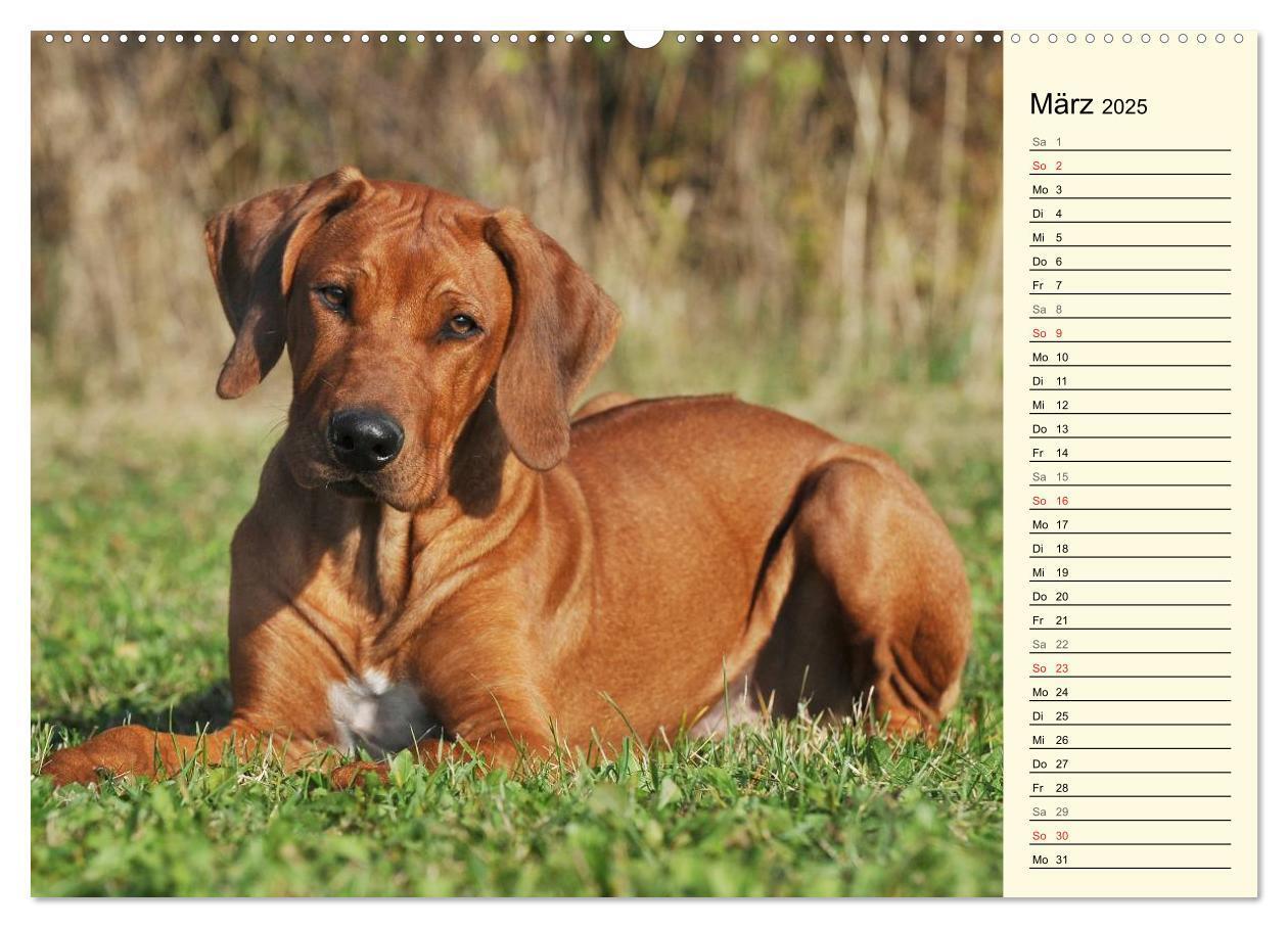 Bild: 9783435540570 | Rhodesian Ridgeback 2025 (Wandkalender 2025 DIN A2 quer), CALVENDO...