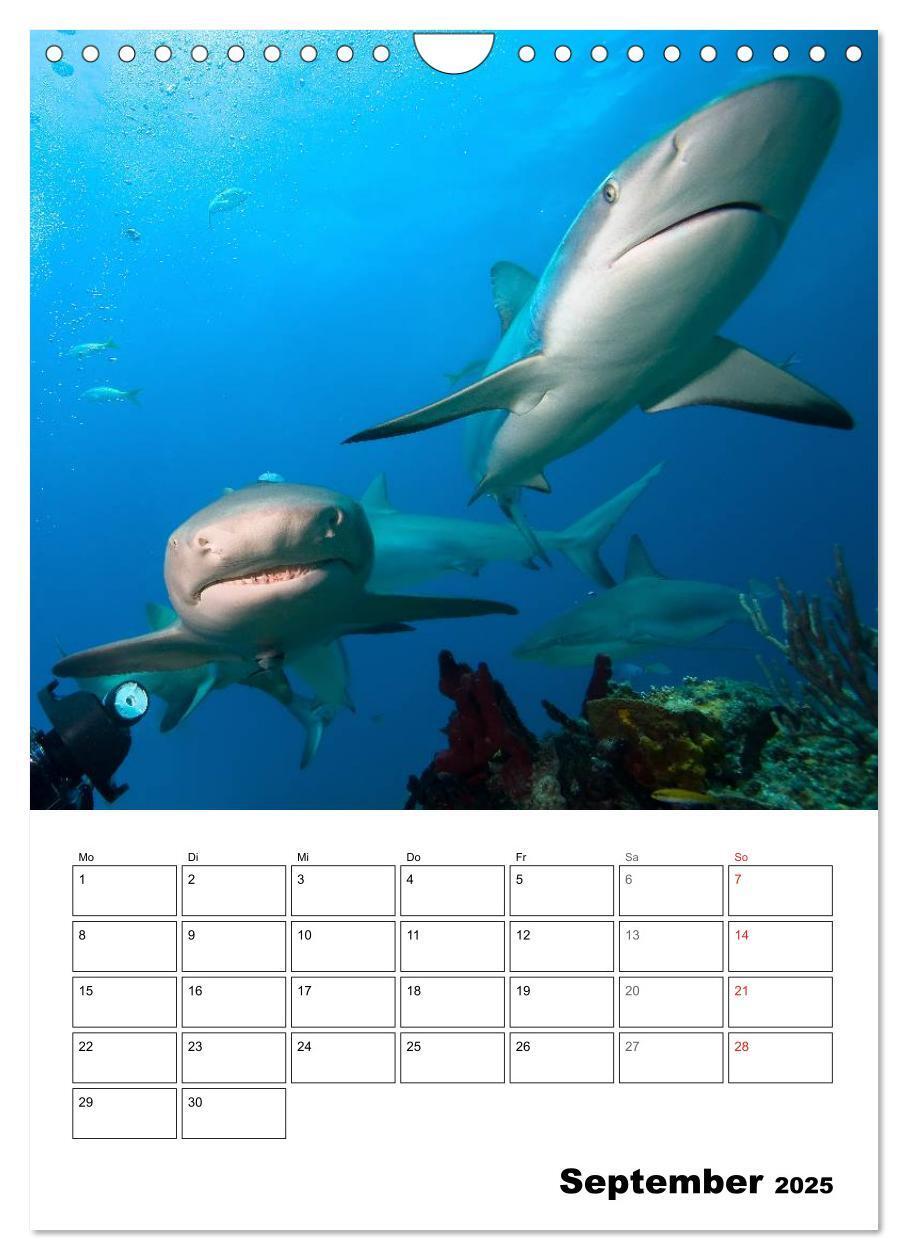 Bild: 9783457036006 | Zauberwelt. Fische, Korallen und Co. (Wandkalender 2025 DIN A4...