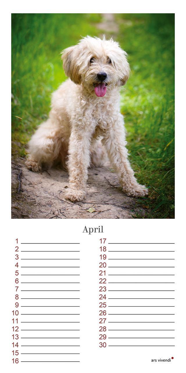 Bild: 9783747203965 | Geburtstagskalender Hunde | Immerwährender Kalender | Vivendi Ars