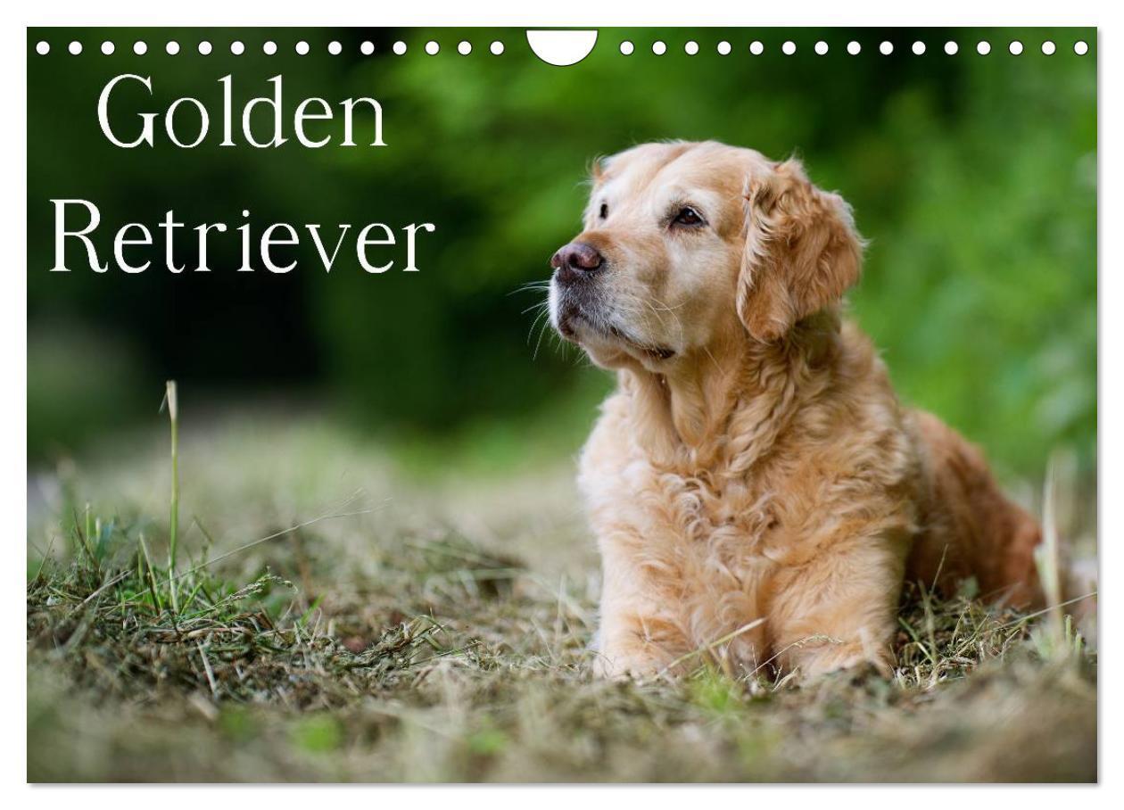 Cover: 9783435744107 | Golden Retriever (Wandkalender 2025 DIN A4 quer), CALVENDO...