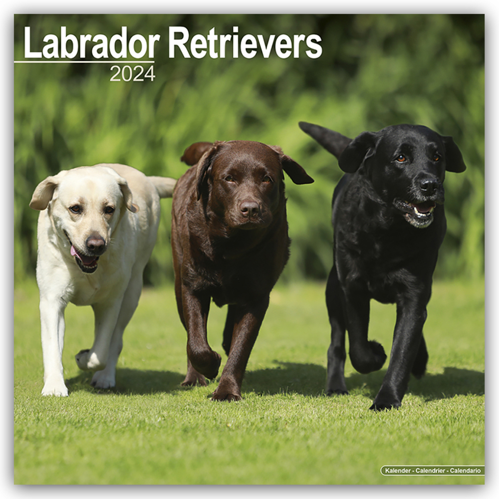 Cover: 9781804600634 | Labrador Retriever 2024 - 16-Monatskalender | Avonside Publishing Ltd