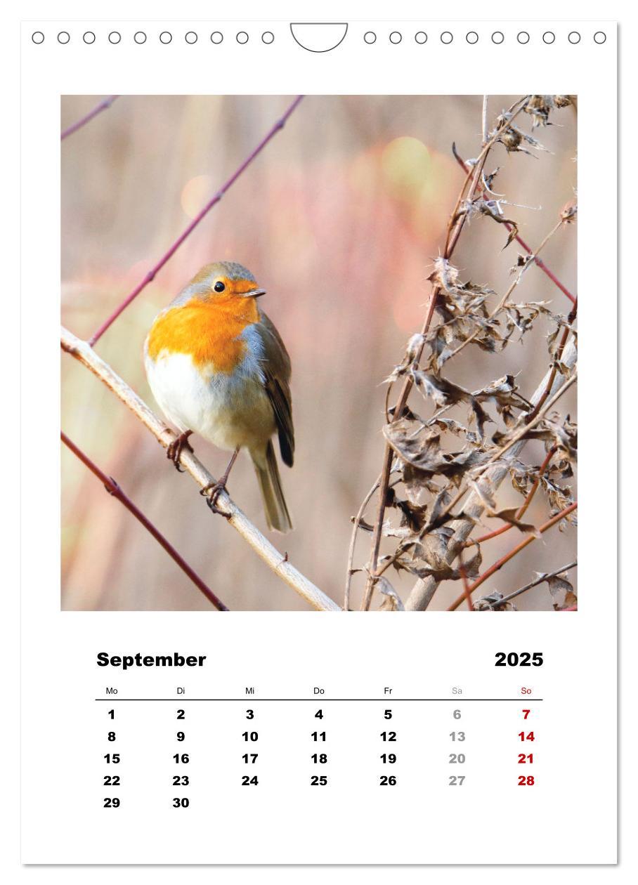 Bild: 9783435929955 | Rotkehlchen, süße kleine Knutschkugeln (Wandkalender 2025 DIN A4...