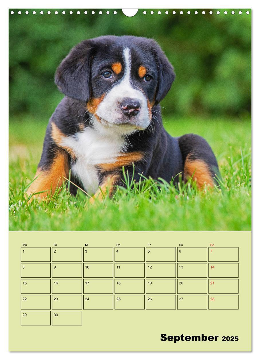 Bild: 9783435960057 | Familienplaner Großer Schweizer Sennenhund (Wandkalender 2025 DIN...