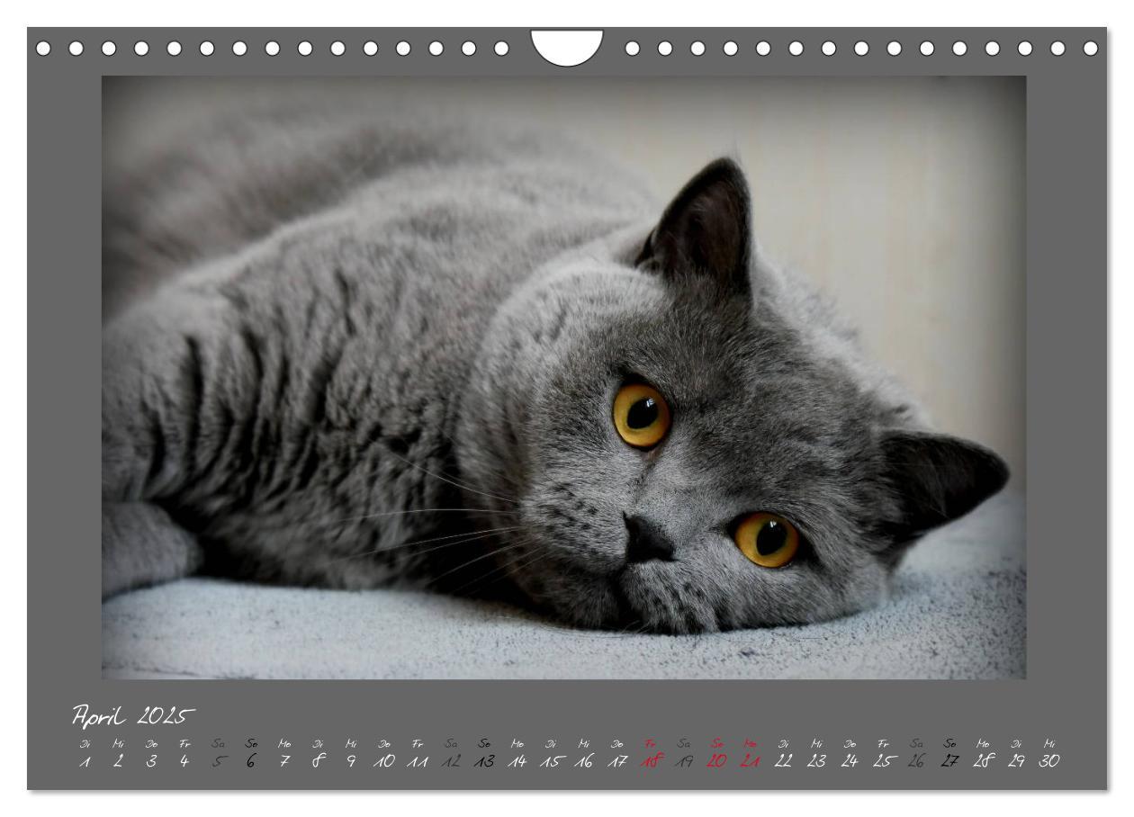 Bild: 9783435401673 | GRAUE ENGEL Britischkurzhaar-Katzen (Wandkalender 2025 DIN A4...