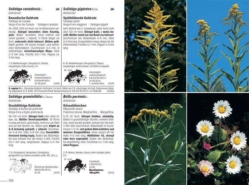 Bild: 9783258083490 | Flora Helvetica - Illustrierte Flora der Schweiz | Lauber (u. a.)