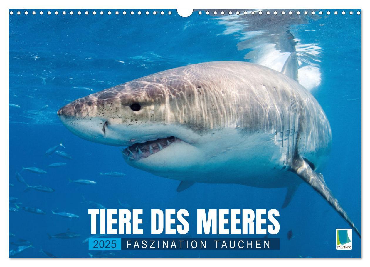 Cover: 9783457183007 | Tiere des Meeres: Faszination Tauchen (Wandkalender 2025 DIN A3...