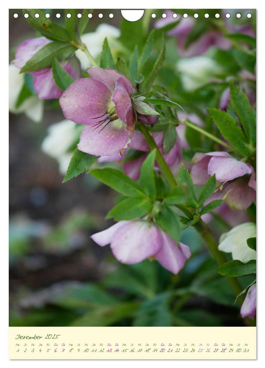 Bild: 9783435936953 | Blütenzauber im Garten (Wandkalender 2025 DIN A4 hoch), CALVENDO...