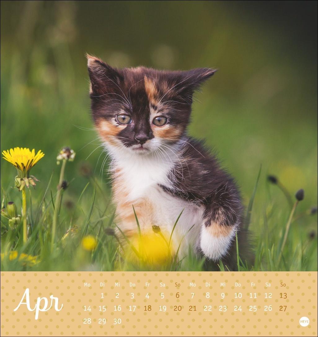 Bild: 9783756407026 | Katzen Postkartenkalender Kleine Tiger 2025 | Heye | Kalender | 13 S.