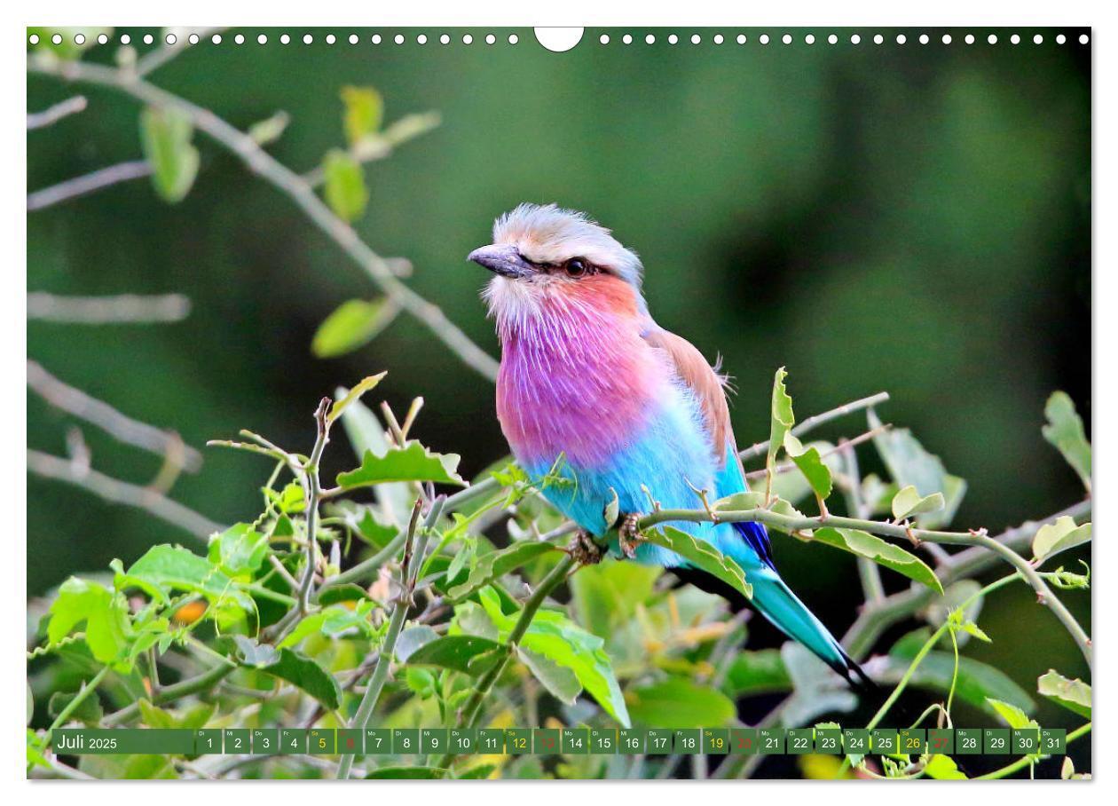 Bild: 9783435697359 | Vögel in Afrika - Magie der Farben (Wandkalender 2025 DIN A3 quer),...