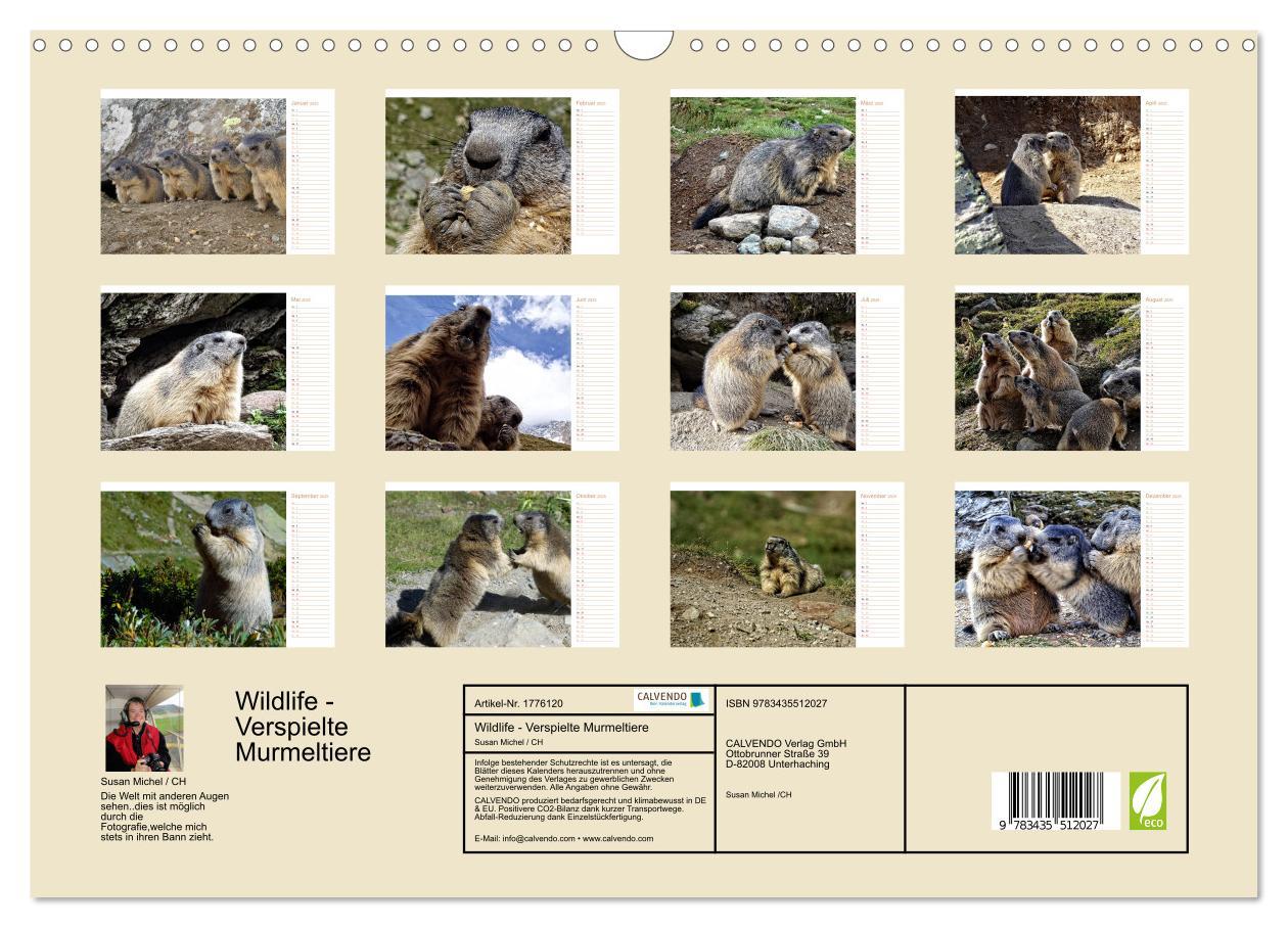 Bild: 9783435512027 | Wildlife - Verspielte Murmeltiere (Wandkalender 2025 DIN A3 quer),...