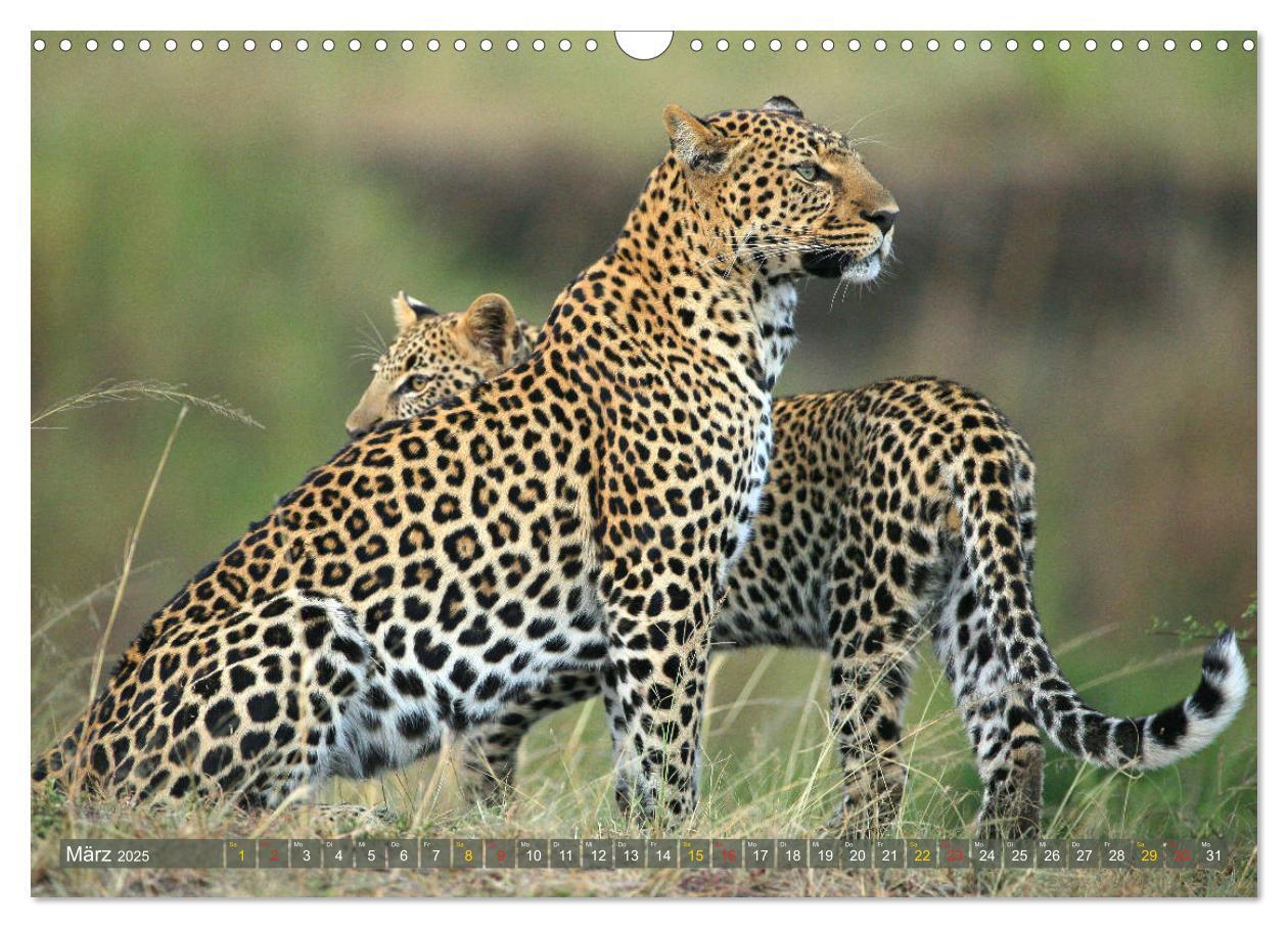 Bild: 9783435598656 | Löwen und Leoparden - Begegnungen in Afrika (Wandkalender 2025 DIN...