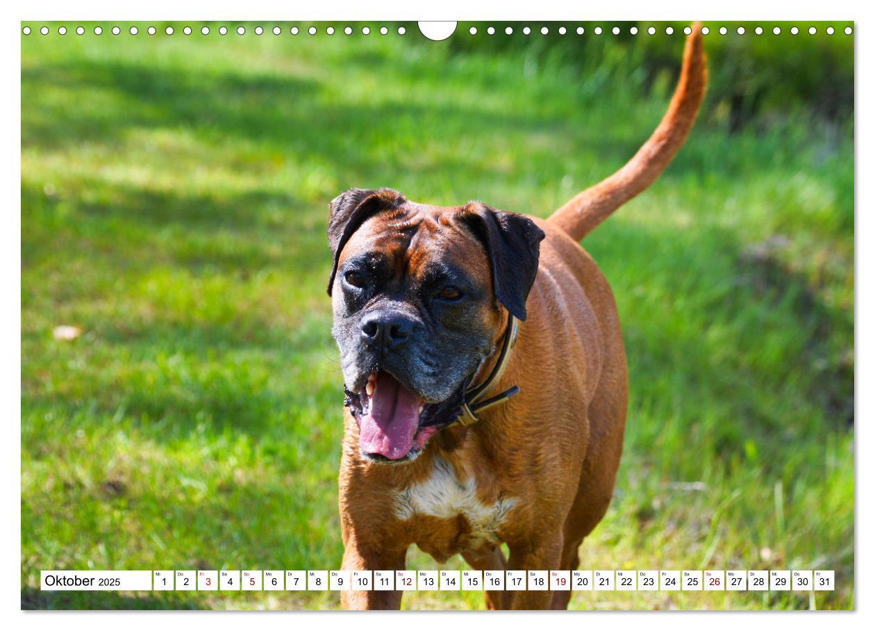 Bild: 9783383947346 | Muskelprotz Boxer (Wandkalender 2025 DIN A3 quer), CALVENDO...