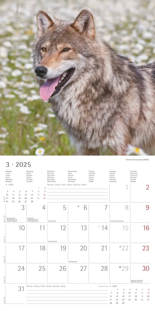 Bild: 4251732340711 | Alpha Edition - Wölfe 2025 Broschürenkalender, 30x30cm,...