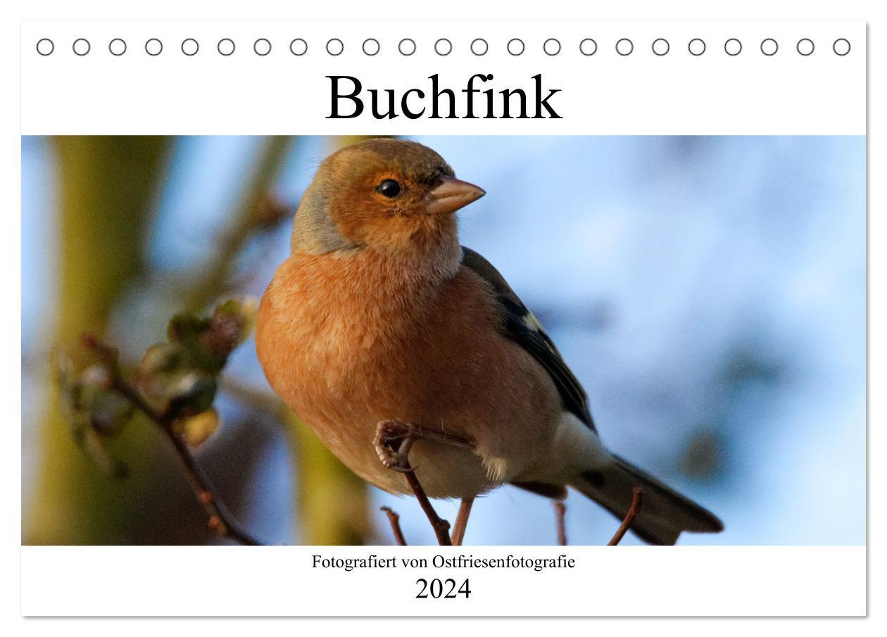 Cover: 9783675501072 | Buchfink - Fotografiert von Ostfriesenfotografie (Tischkalender...