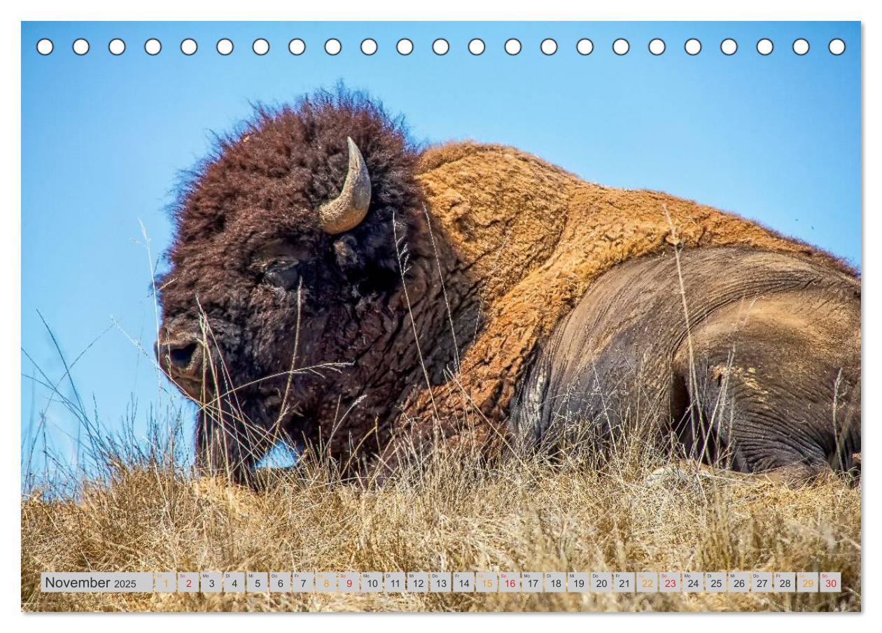 Bild: 9783435579242 | Bison und Wisent - Riesen mit unbändiger Kraft (Tischkalender 2025...