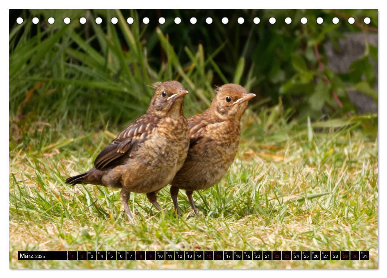 Bild: 9783435024612 | Vogelkinder - Junge Wildvögel (Tischkalender 2025 DIN A5 quer),...