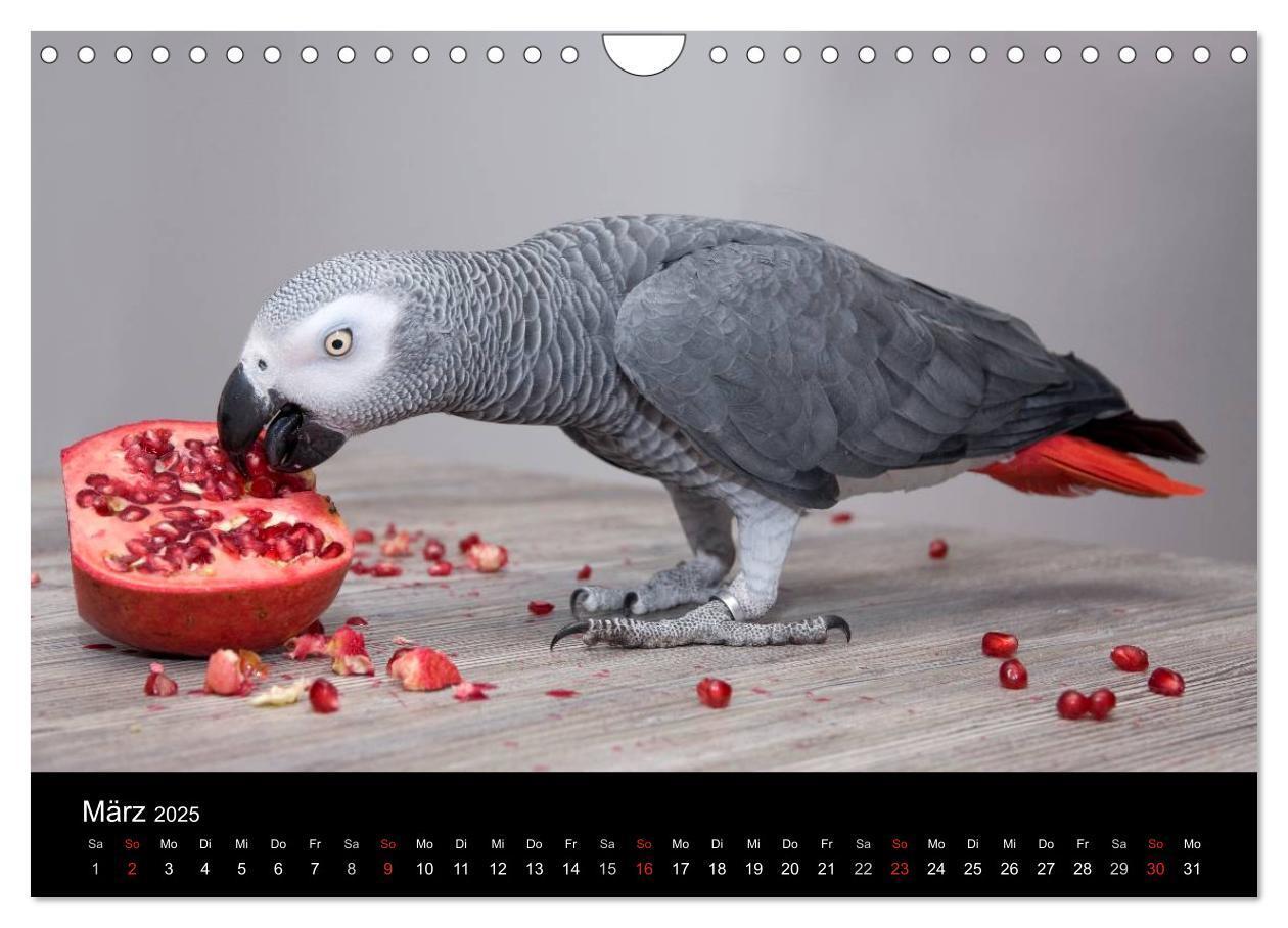 Bild: 9783435626694 | Graupapageien zum Verlieben (Wandkalender 2025 DIN A4 quer),...