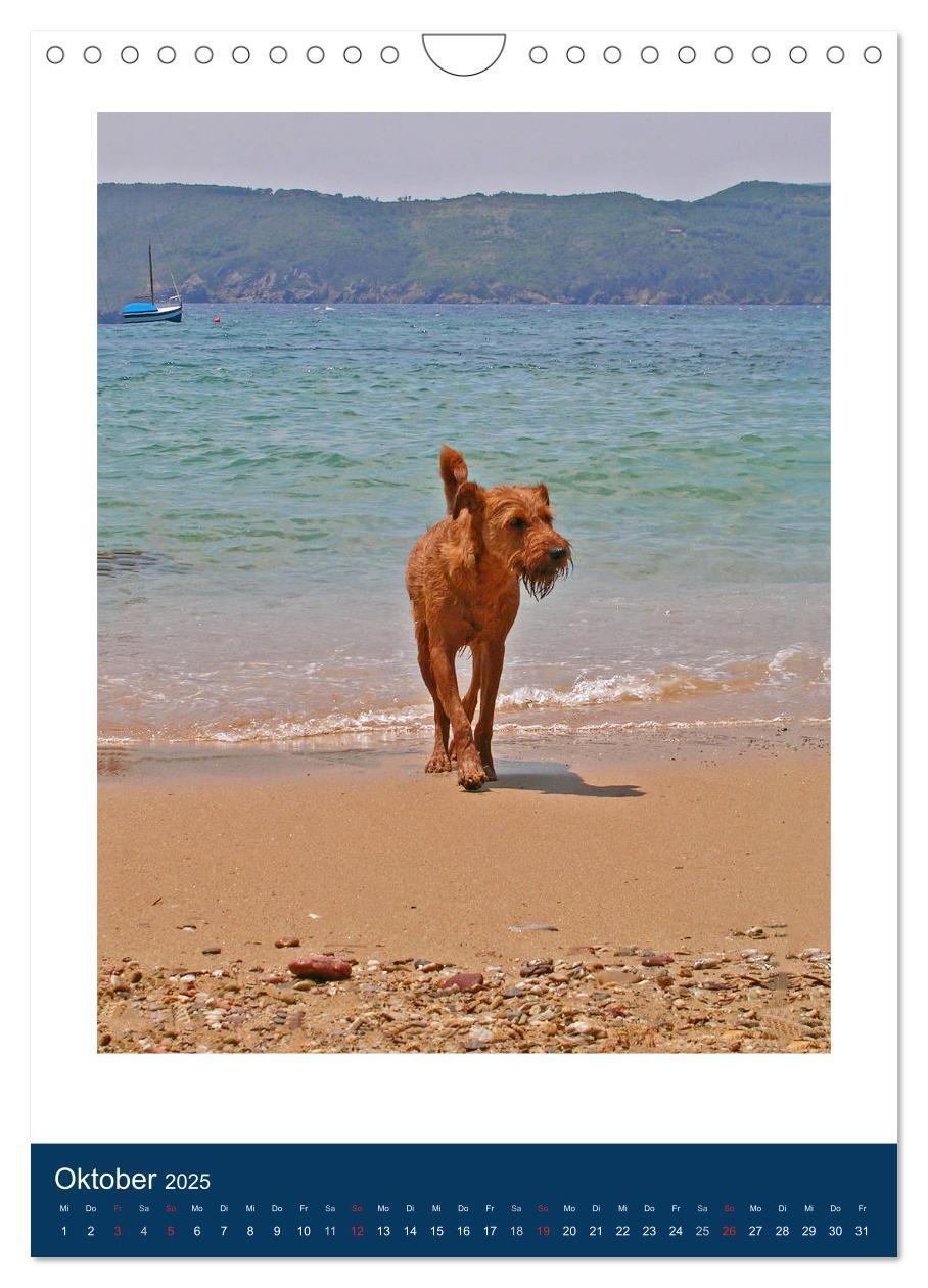 Bild: 9783435951222 | Kelly - Ein Irish Terrier macht Urlaub (Wandkalender 2025 DIN A4...