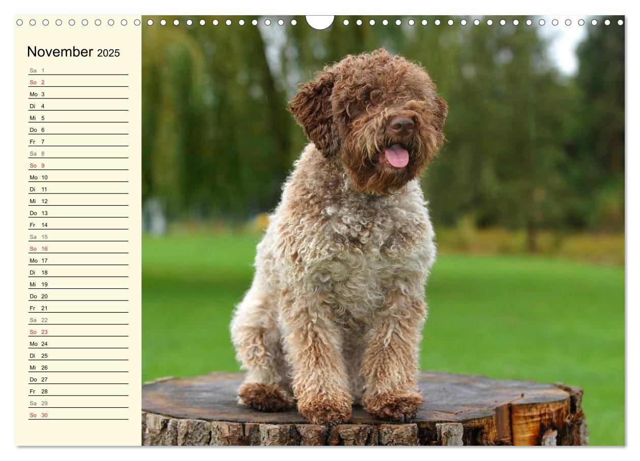 Bild: 9783435544912 | Lagotto Romagnolo - Italienischer Trüffelhund (Wandkalender 2025...