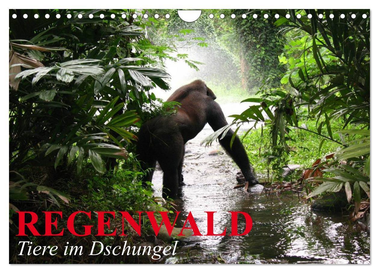 Cover: 9783675476752 | Regenwald ¿ Tiere im Dschungel (Wandkalender 2024 DIN A4 quer),...