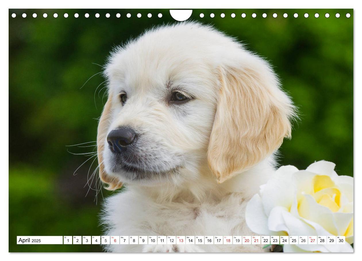 Bild: 9783435214181 | Goldige Herzensbrecher - Golden Retriever Welpen (Wandkalender 2025...