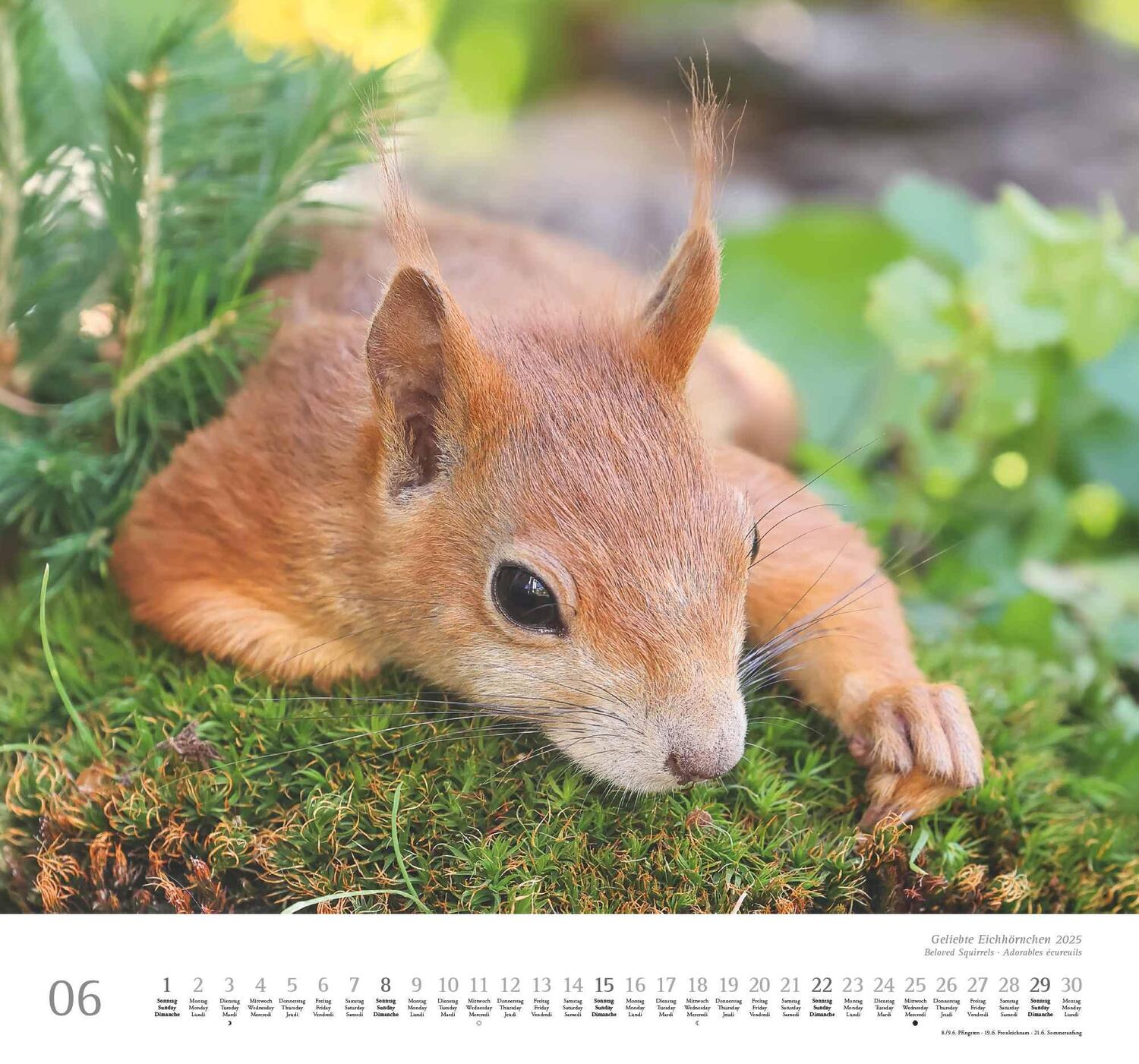 Bild: 4250809652696 | Geliebte Eichhörnchen 2025 - DUMONT Wandkalender - mit den...