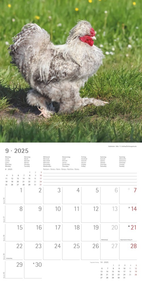 Bild: 4251732344306 | Alpha Edition - Hühner 2025 Broschürenkalender, 30x30cm, Kalender...