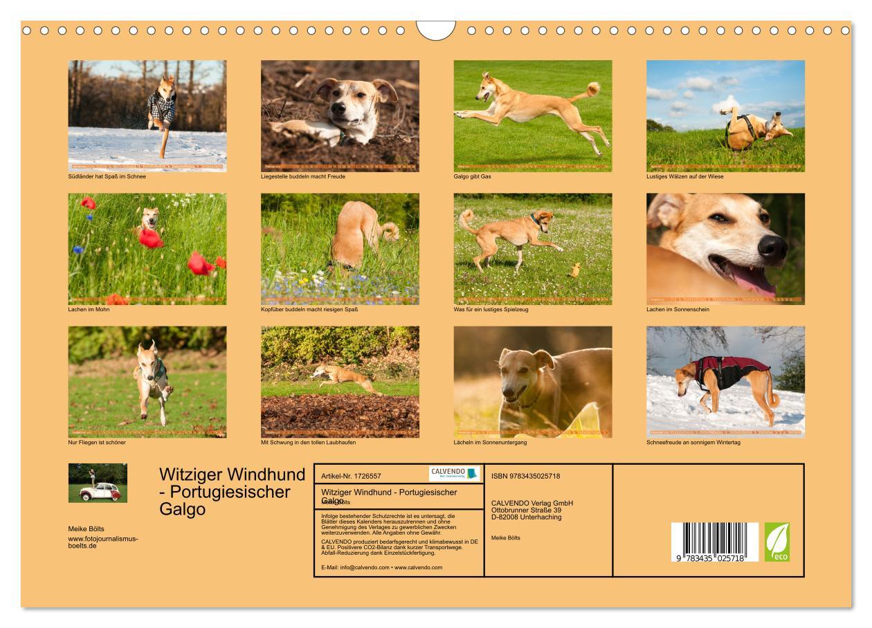 Bild: 9783435025718 | Witziger Windhund - Portugiesischer Galgo (Wandkalender 2025 DIN A3...