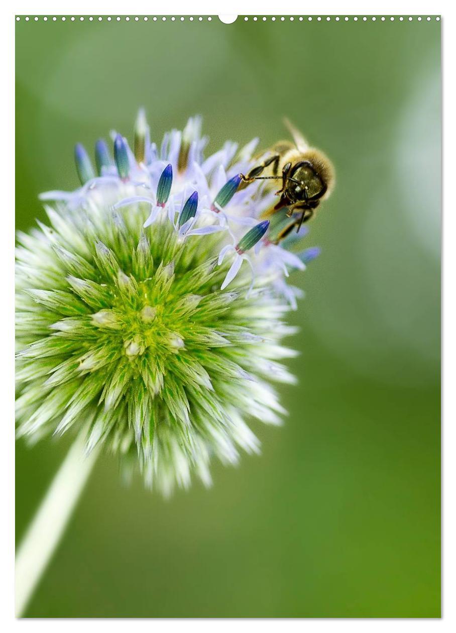 Bild: 9783457060049 | Ein Spaziergang über eine Sommerwiese (Wandkalender 2025 DIN A2...