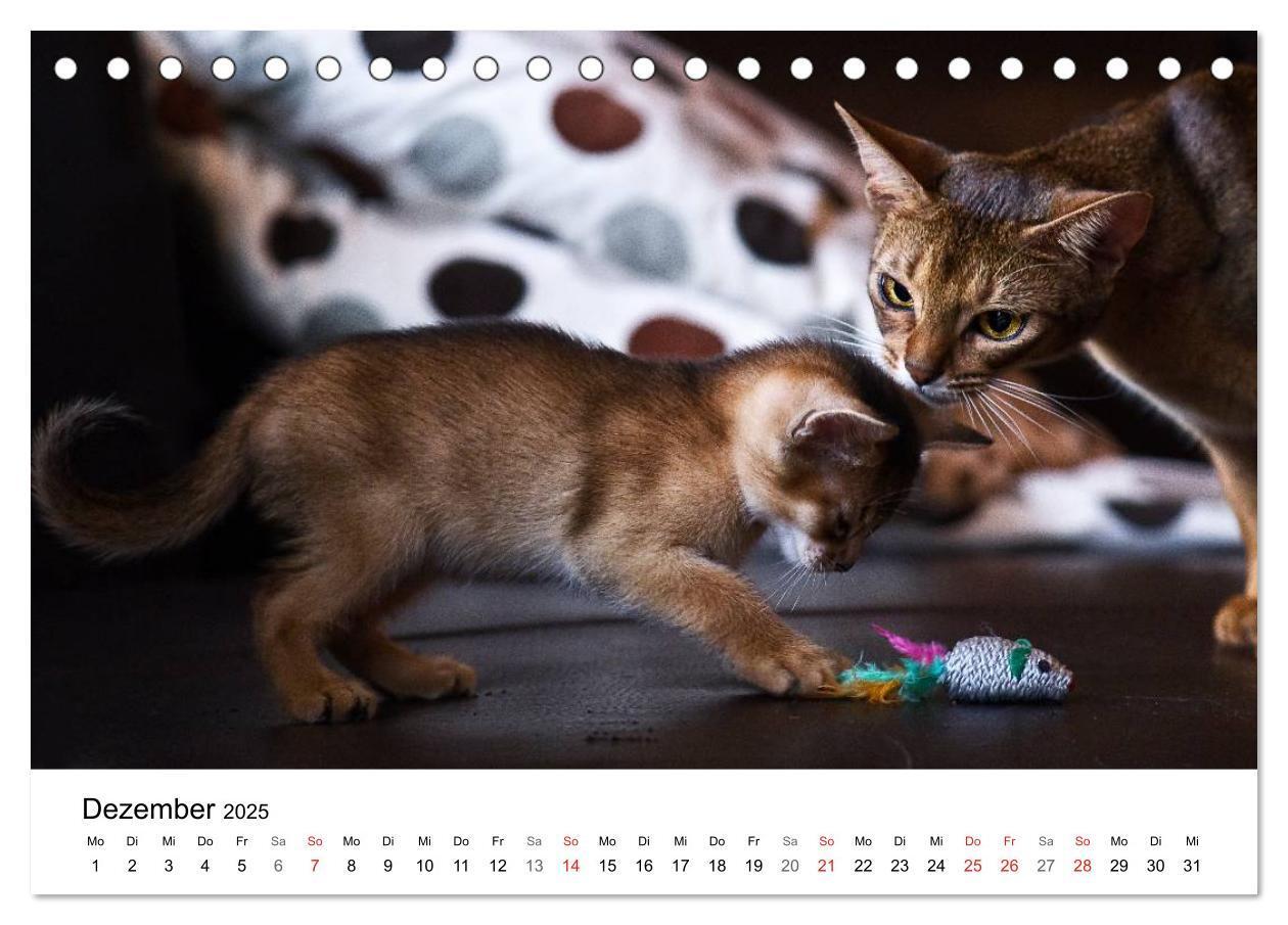 Bild: 9783435705290 | Rassekatzen 2025 (Tischkalender 2025 DIN A5 quer), CALVENDO...