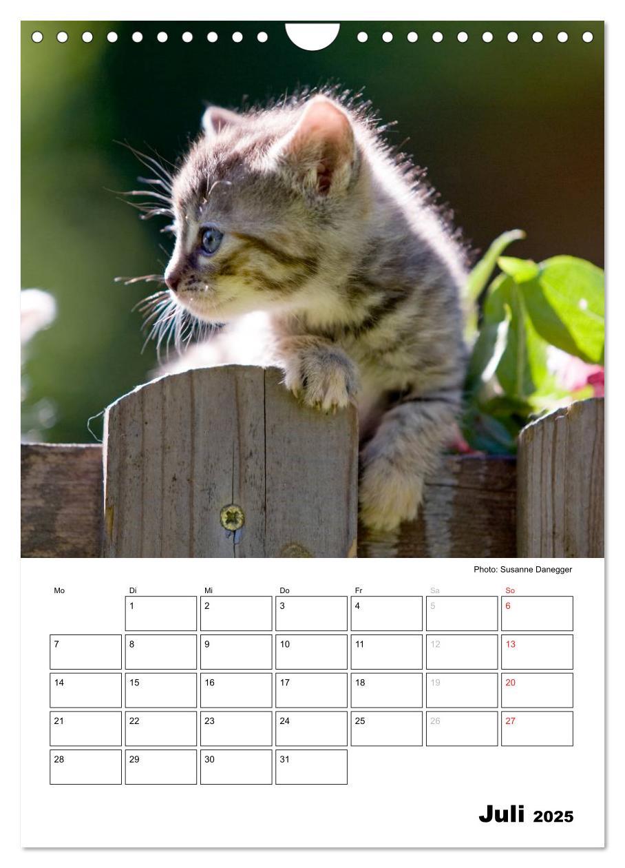 Bild: 9783457086711 | Katzenkinder - Impressionen (Wandkalender 2025 DIN A4 hoch),...