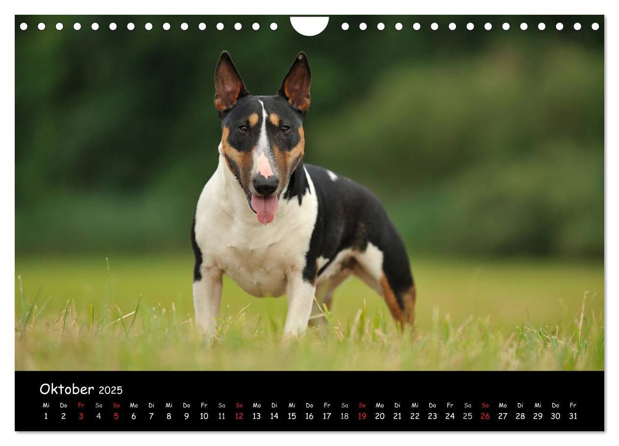 Bild: 9783435587230 | Bullterrier? Was sonst! (Wandkalender 2025 DIN A4 quer), CALVENDO...