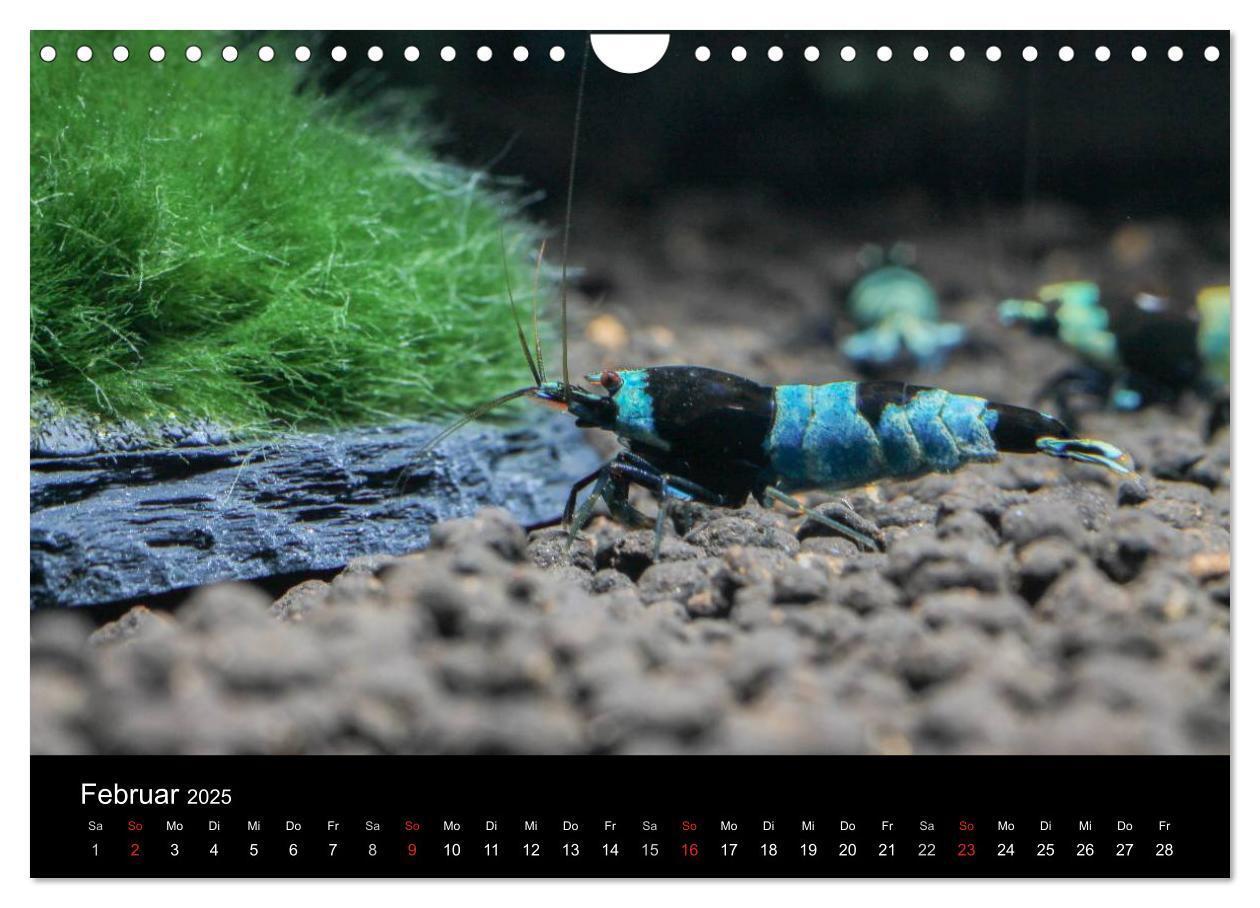 Bild: 9783435562060 | Zwerggarnelen - gepanzerte Juwelen im Aquarium (Wandkalender 2025...