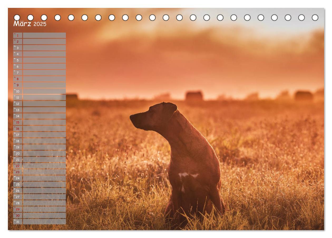 Bild: 9783435357253 | Rhodesian Ridgeback - Herzen auf vier Pfoten (Tischkalender 2025...